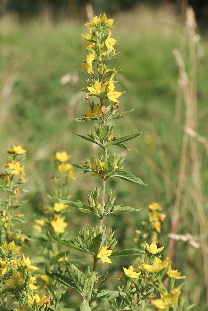 Lysimaque ponctuée Lysimachia punctata L., 1753