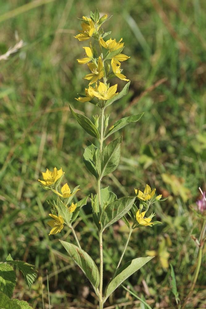 Lysimaque ponctuée Lysimachia punctata L., 1753