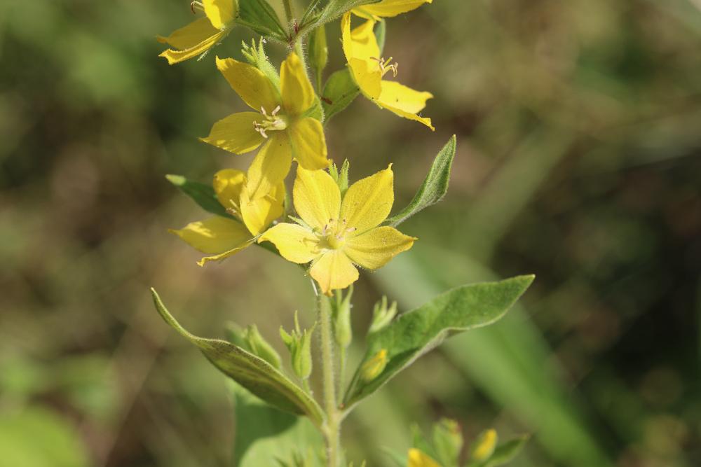 Lysimaque ponctuée Lysimachia punctata L., 1753