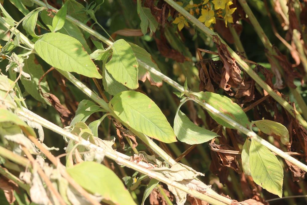 Lysimaque ponctuée Lysimachia punctata L., 1753