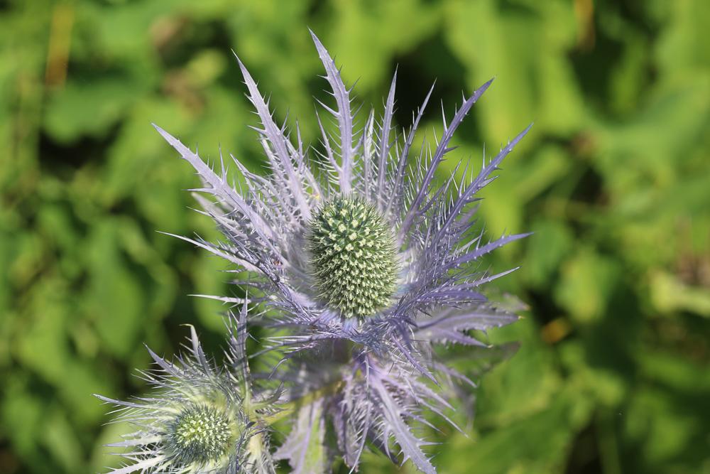 Panicaut des Alpes, Étoile des Alpes Eryngium alpinum L., 1753