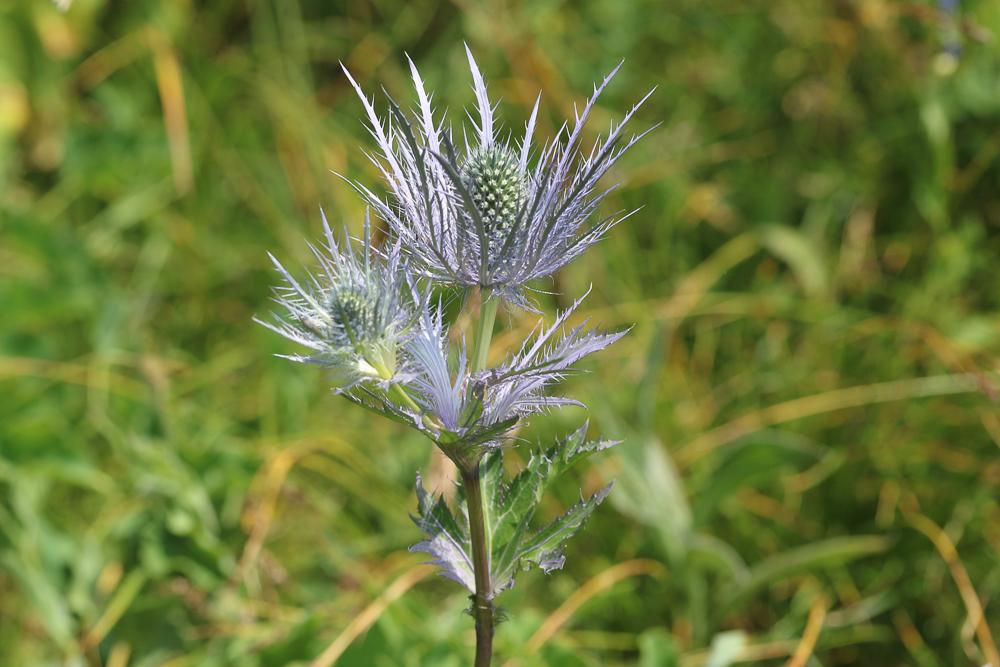 Panicaut des Alpes, Étoile des Alpes Eryngium alpinum L., 1753
