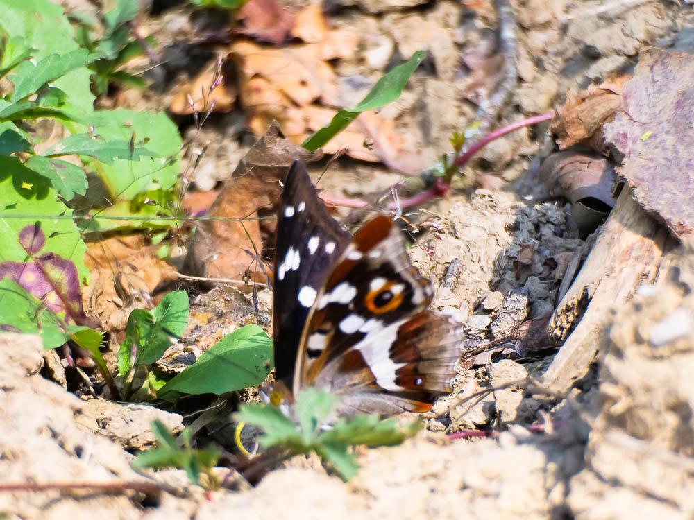 Grand mars changeant (Le), Grand Mars (Le), Chatoy Apatura iris (Linnaeus, 1758)