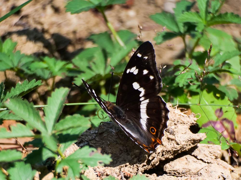 Grand mars changeant (Le), Grand Mars (Le), Chatoy Apatura iris (Linnaeus, 1758)