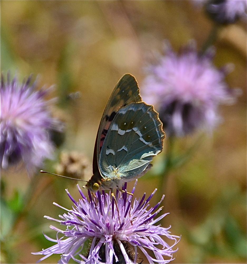 Cardinal (Le), Pandora (Le), Nacré turquoise (Le) Argynnis pandora (Denis & Schiffermüller, 1775)