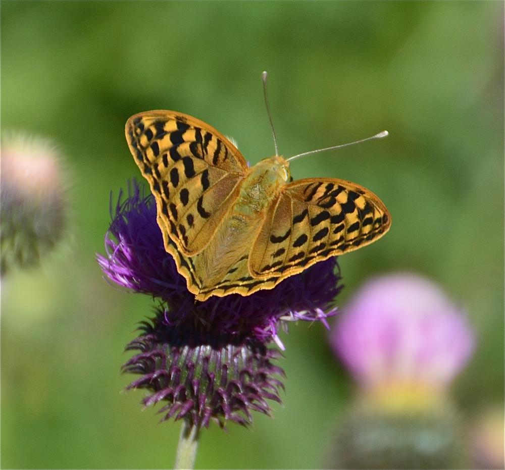 Cardinal (Le), Pandora (Le), Nacré turquoise (Le) Argynnis pandora (Denis & Schiffermüller, 1775)