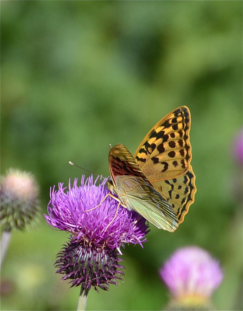 Cardinal (Le), Pandora (Le), Nacré turquoise (Le) Argynnis pandora (Denis & Schiffermüller, 1775)