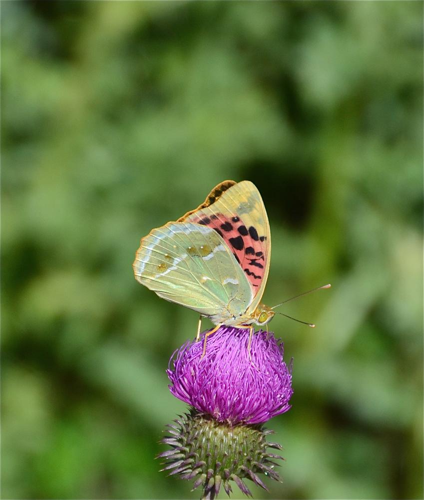 Cardinal (Le), Pandora (Le), Nacré turquoise (Le) Argynnis pandora (Denis & Schiffermüller, 1775)