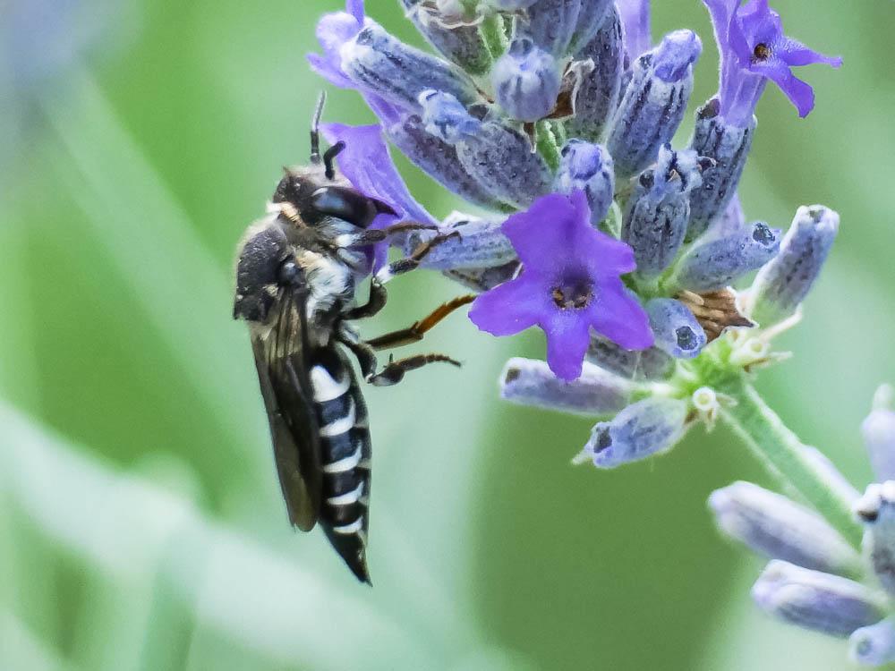 Coelioxys Latreille, 1809