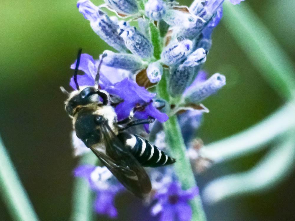  Coelioxys Latreille, 1809