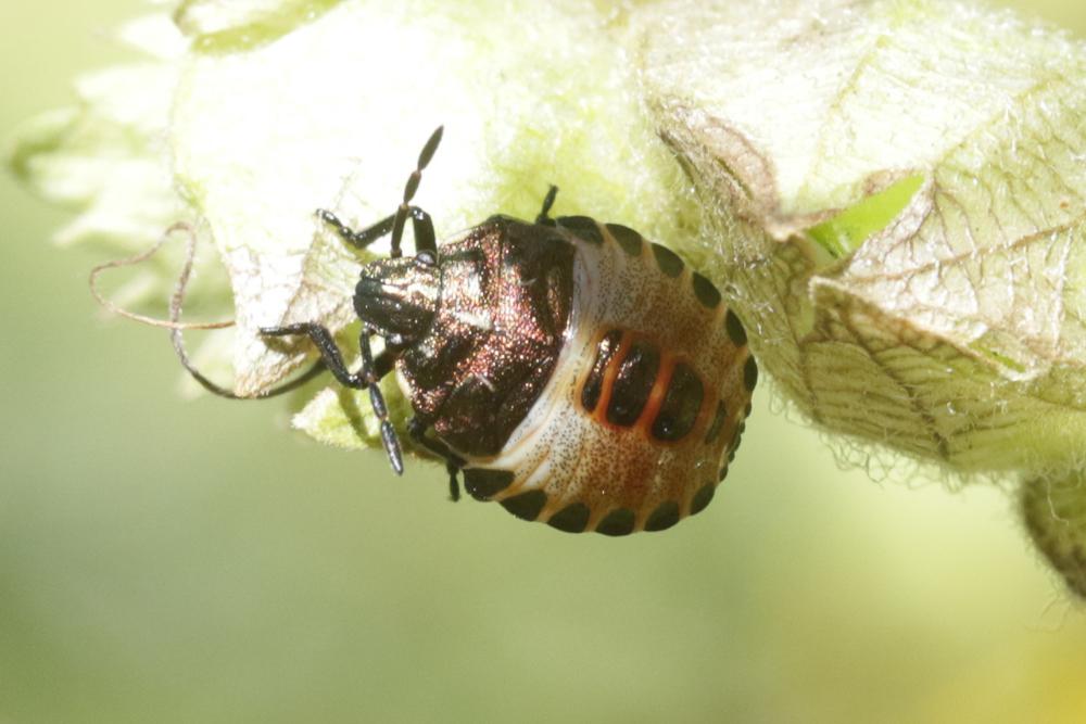 Carpocoris melanocerus (Mulsant & Rey, 1852)