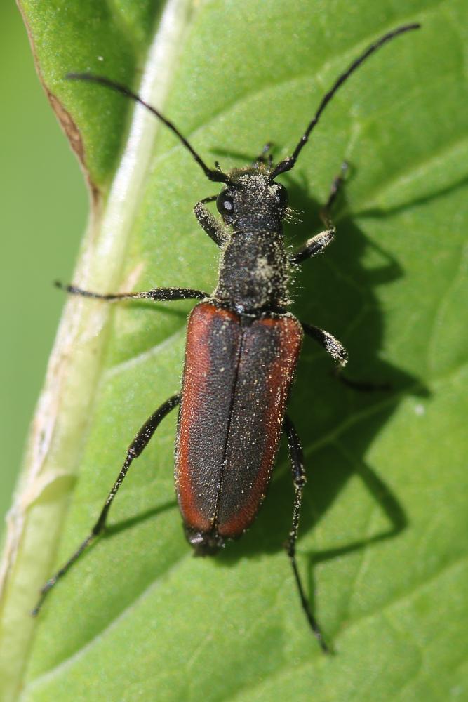 Longicornes Cerambycidae Latreille, 1802