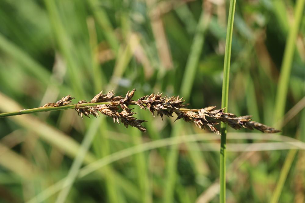Laîche paniculée Carex paniculata L., 1755