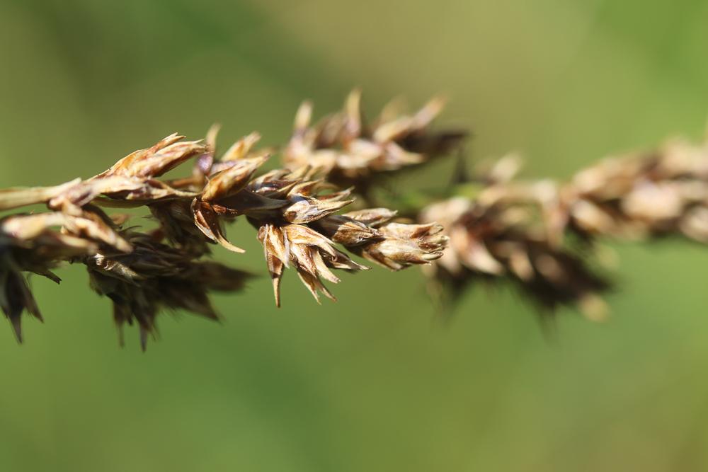Laîche paniculée Carex paniculata L., 1755