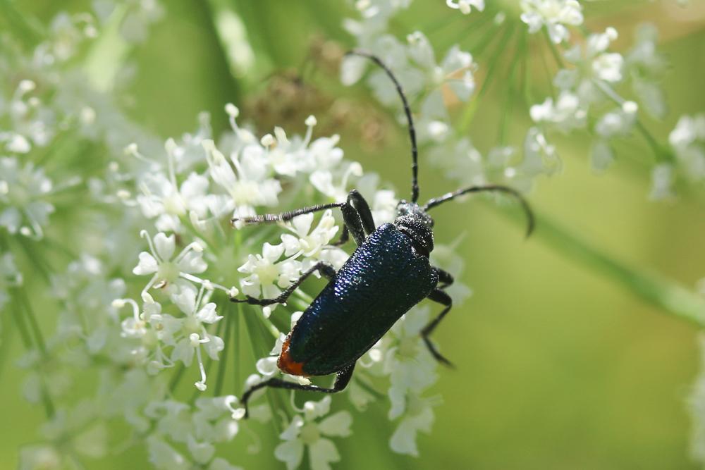 Carillia virginea (Linnaeus, 1758)
