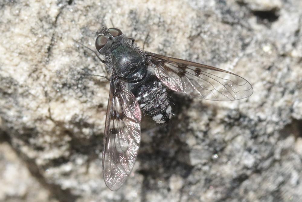 Anthrax trifasciatus Meigen, 1804
