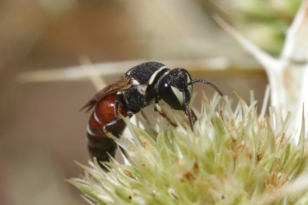  Hylaeus variegatus (Fabricius, 1798)