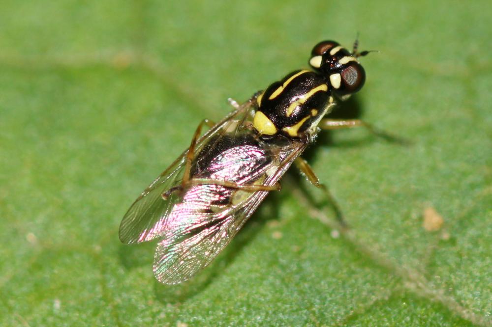 Oxycera leonina (Panzer, 1798)