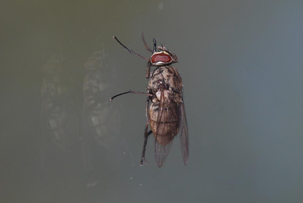 Mouche charbonneuse, Mouche piquante Stomoxys calcitrans (Linnaeus, 1758)
