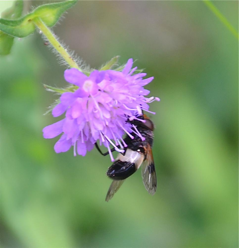 Volucelle à ventre blanc en devant Volucella pellucens (Linnaeus, 1758)