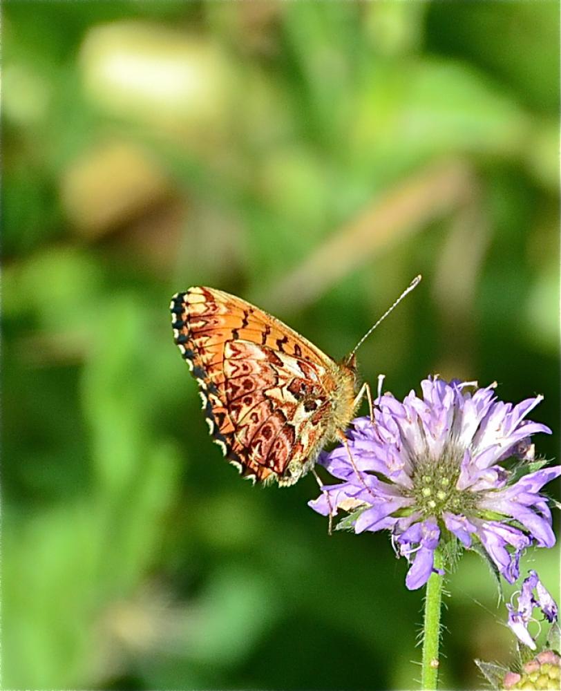 Le Nacré porphyrin (Le), Alezan (L'), Jason (Le), Gra Boloria titania (Esper, 1793)