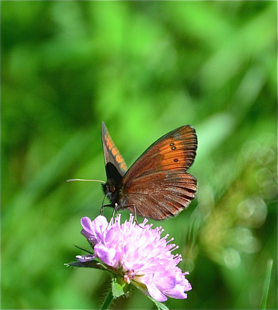 Moiré frange-pie (Le), Moiré frangé (Le) Erebia euryale (Esper, 1805)