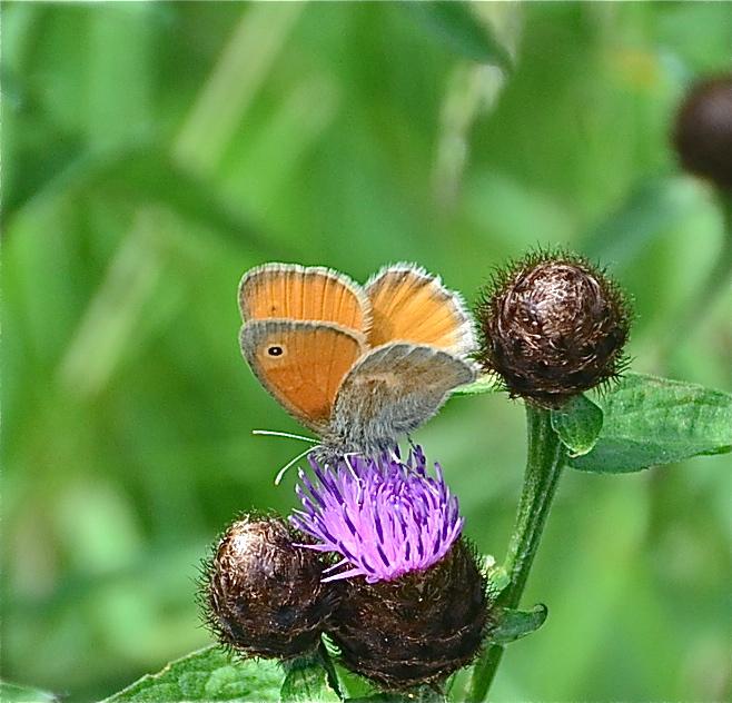 Fadet commun (Le), Procris (Le), Petit Papillon de Coenonympha pamphilus (Linnaeus, 1758)