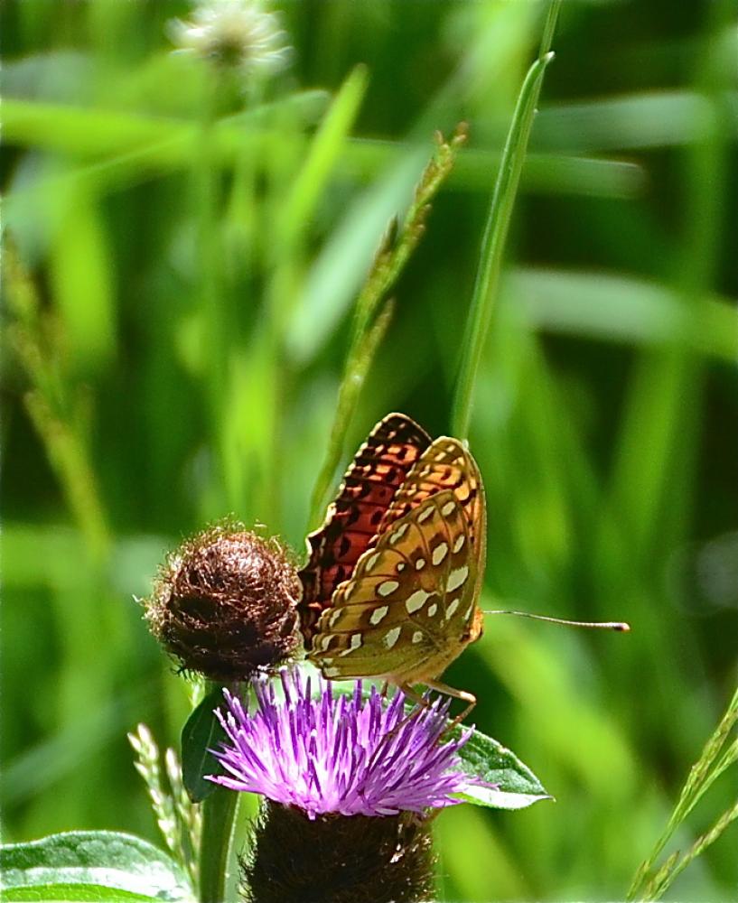 Grand Nacré (Le), Aglaé (L'), Moyen-Nacré (Le) Speyeria aglaja (Linnaeus, 1758)
