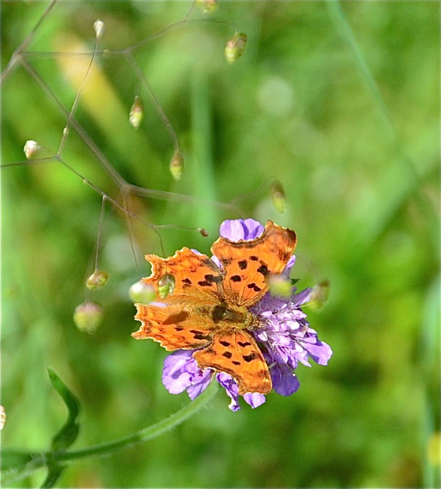 Gamma (Le), Robert-le-diable (Le), C-blanc (Le), D Polygonia c-album (Linnaeus, 1758)