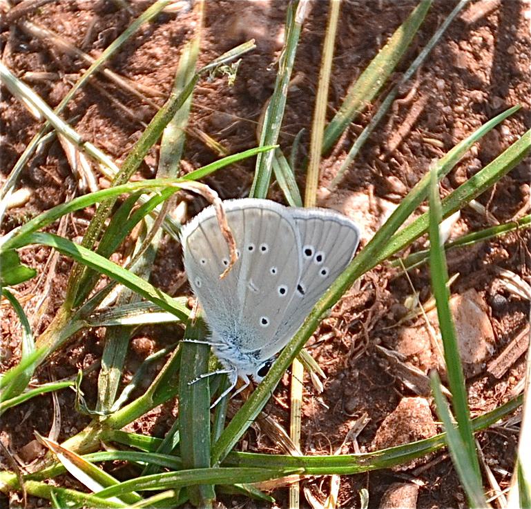 Sablé de la Luzerne (Le), Argus bleu clair (L') Polyommatus dolus (Hübner, 1823)