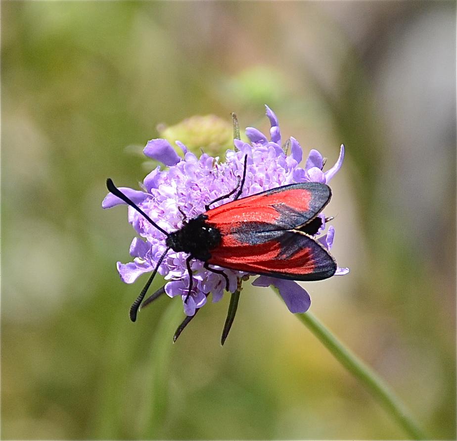 Zygène des garrigues (La), Zygène rubiconde (La), Zygaena erythrus (Hübner, 1806)