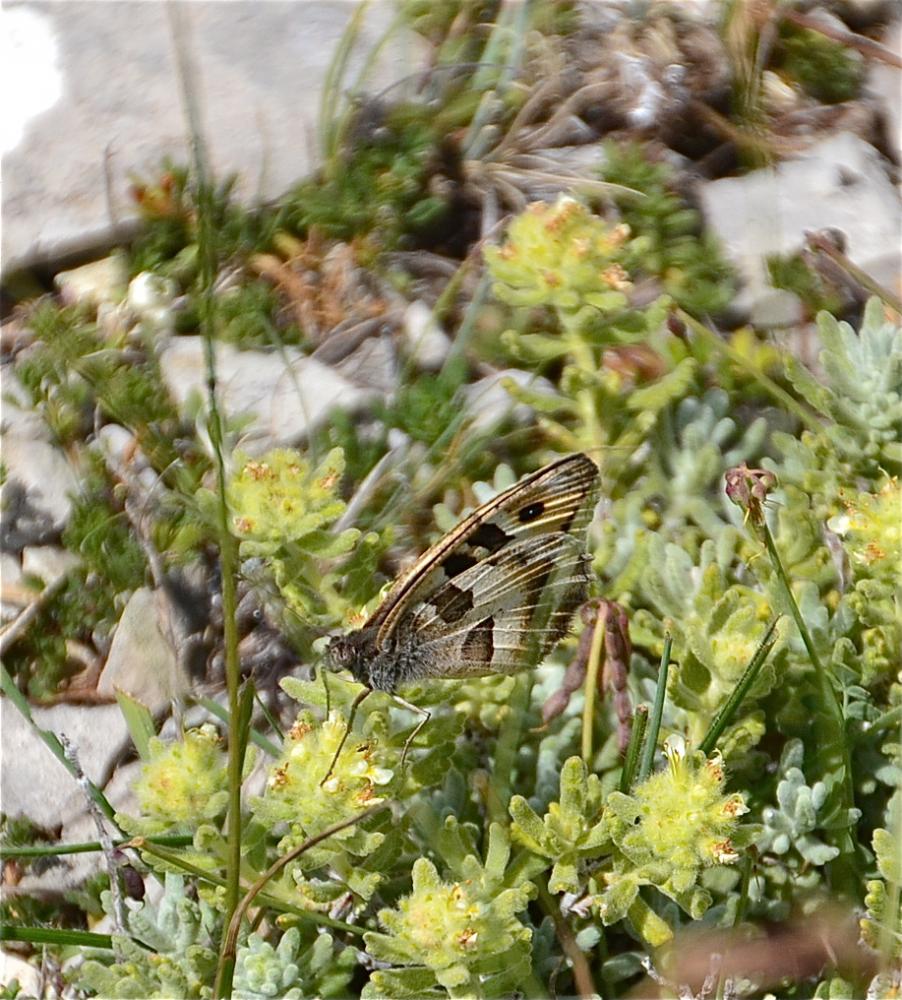 Hermite (L'), Ermite (L') Chazara briseis (Linnaeus, 1764)