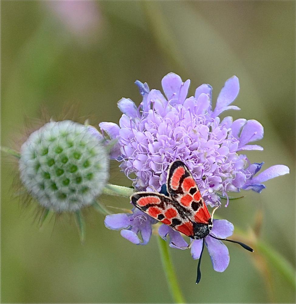 Zygène du Sainfoin (La),Zygène de la Carniole (La) Zygaena carniolica (Scopoli, 1763)