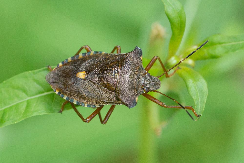 Punaise à pattes rousses, Punaise des bois Pentatoma rufipes (Linnaeus, 1758)