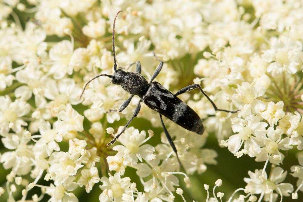 Chlorophorus figuratus (Scopoli, 1763)