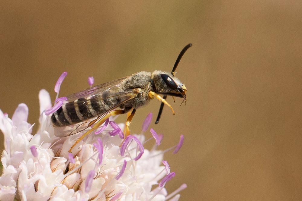  Halictus scabiosae (Rossi, 1790)