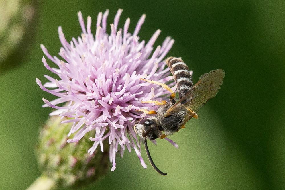  Halictus scabiosae (Rossi, 1790)