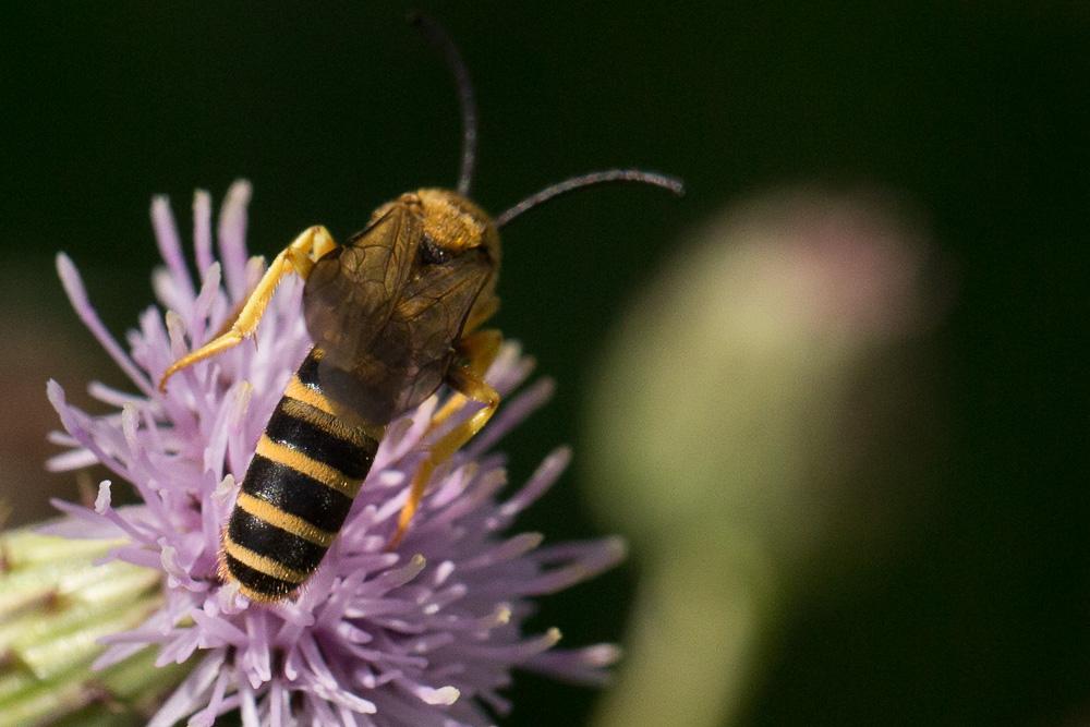  Halictus scabiosae (Rossi, 1790)