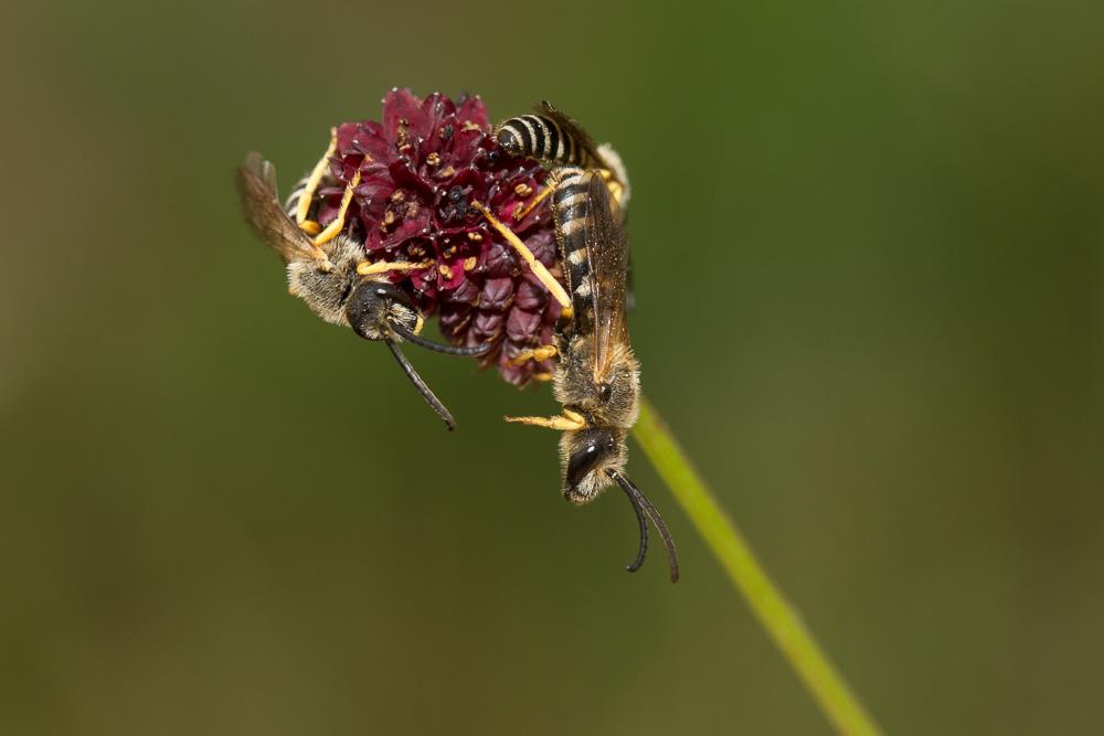  Halictus scabiosae (Rossi, 1790)