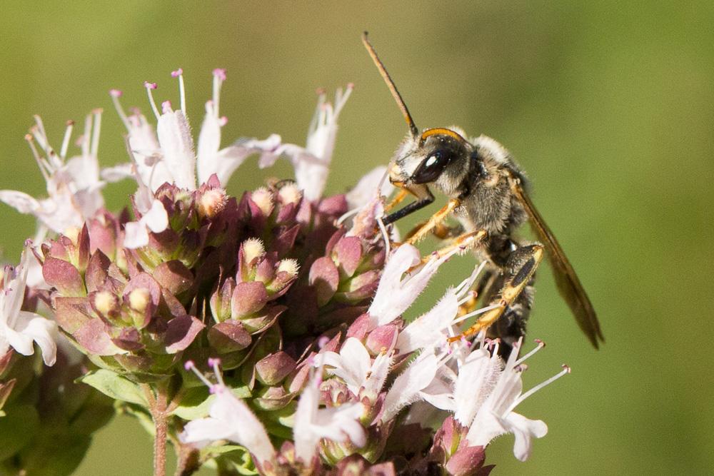  Halictus quadricinctus (Fabricius, 1776)