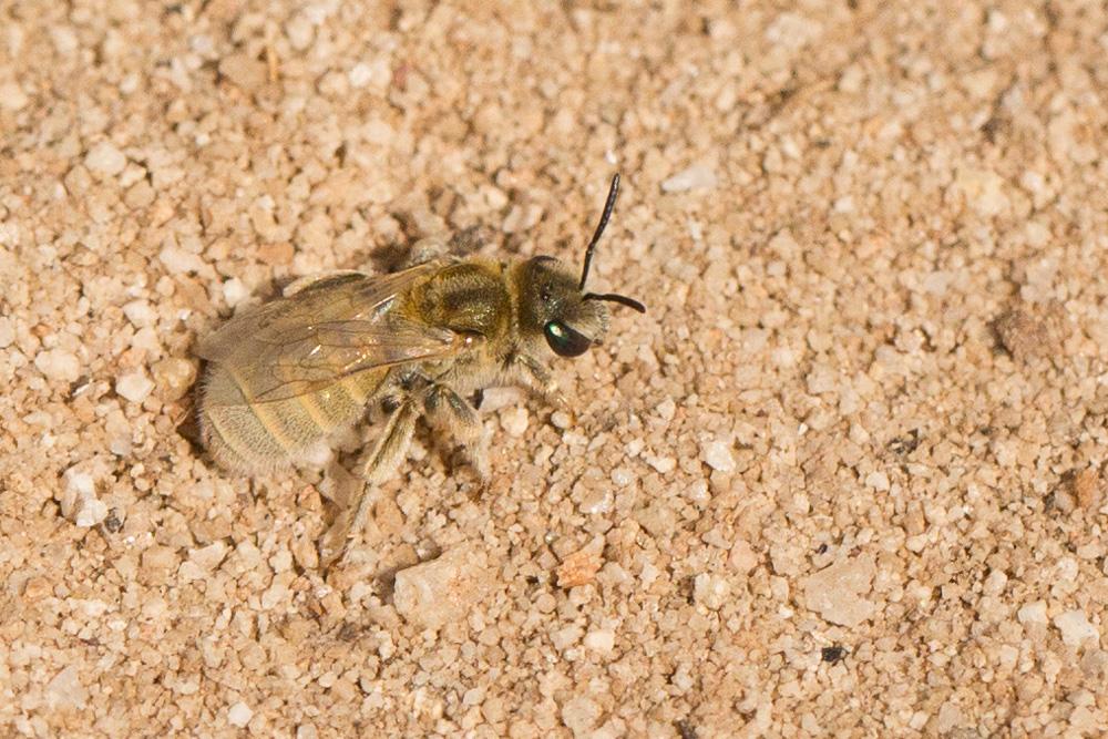 Vestitohalictus pollinosus (Sichel, 1860)
