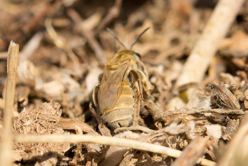  Vestitohalictus pollinosus (Sichel, 1860)