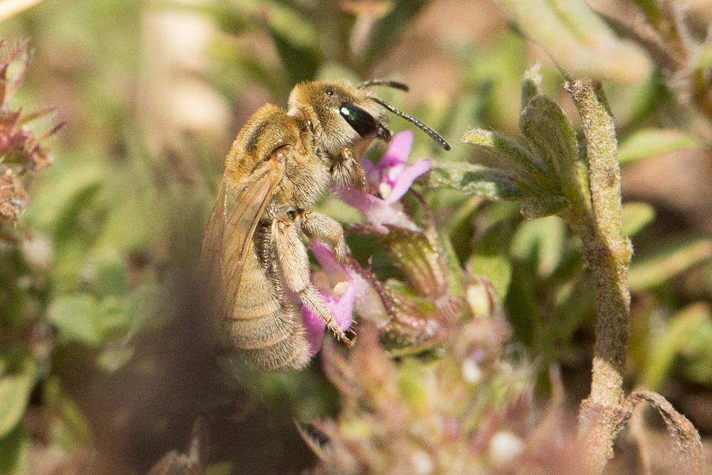 Vestitohalictus pollinosus (Sichel, 1860)