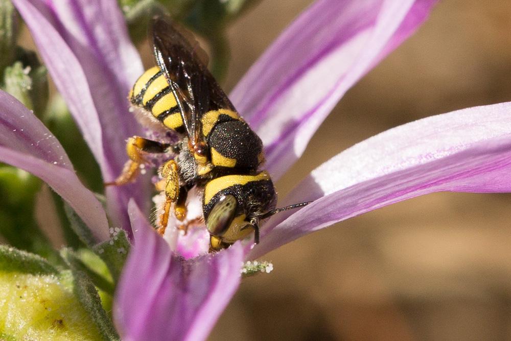 Pseudoanthidium scapulare (Latreille, 1809)
