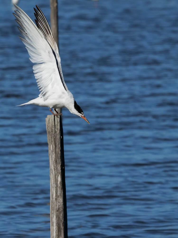 Sterne pierregarin Sterna hirundo Linnaeus, 1758