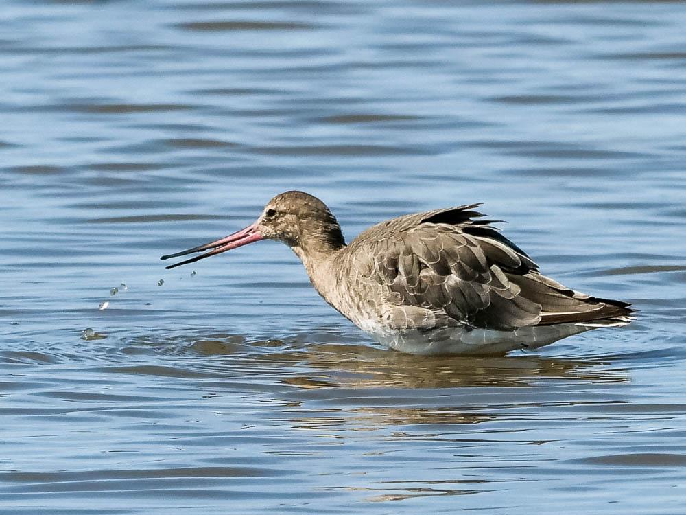 Barge à queue noire Limosa limosa (Linnaeus, 1758)
