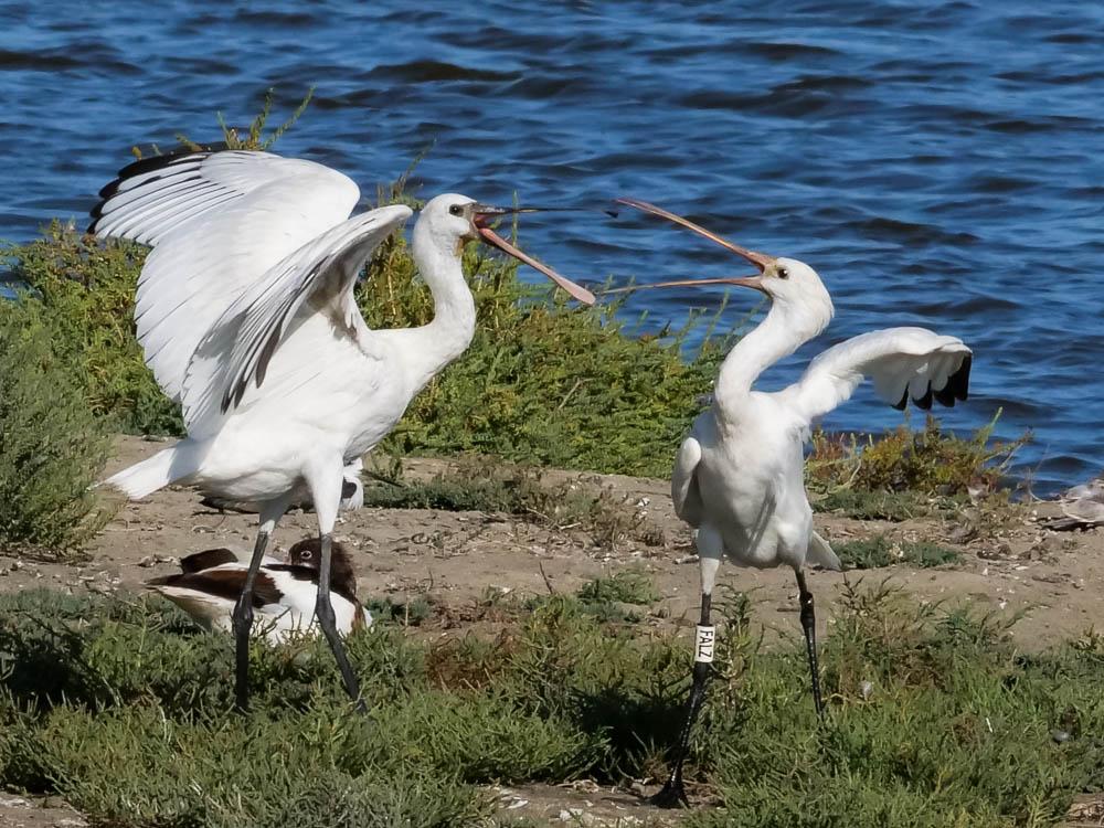 Spatule blanche Platalea leucorodia Linnaeus, 1758