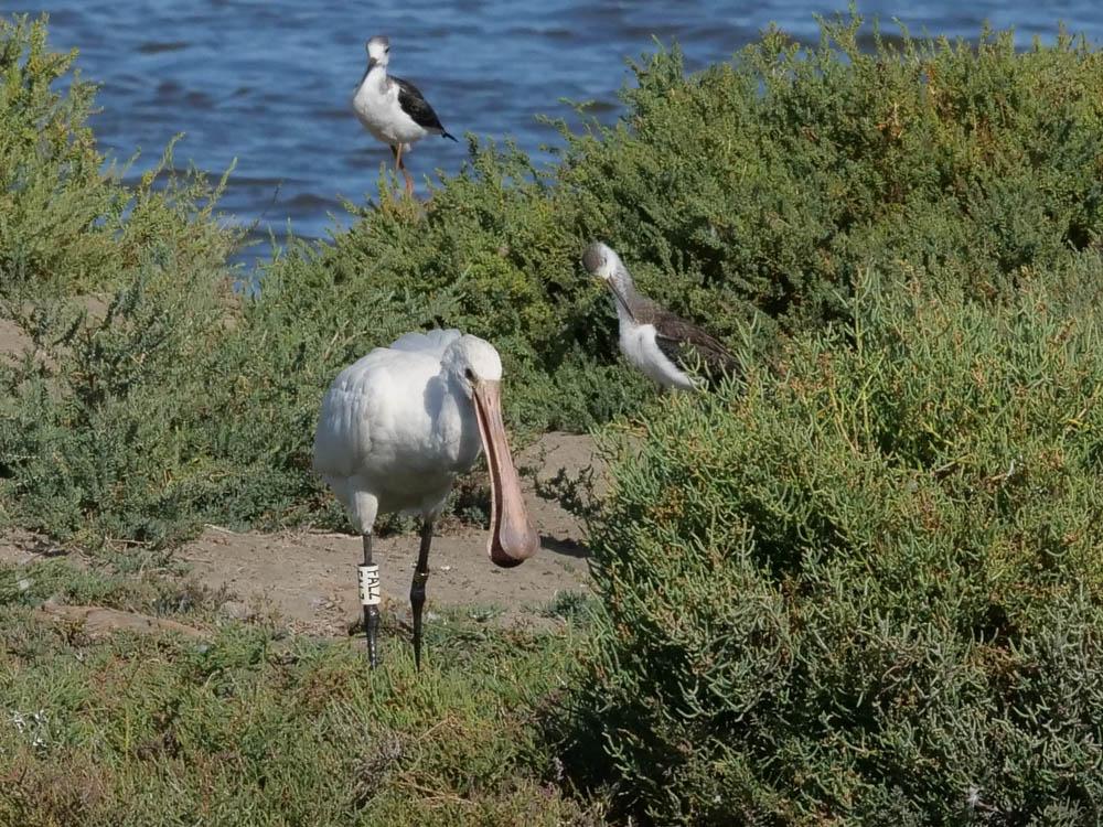 Spatule blanche Platalea leucorodia Linnaeus, 1758