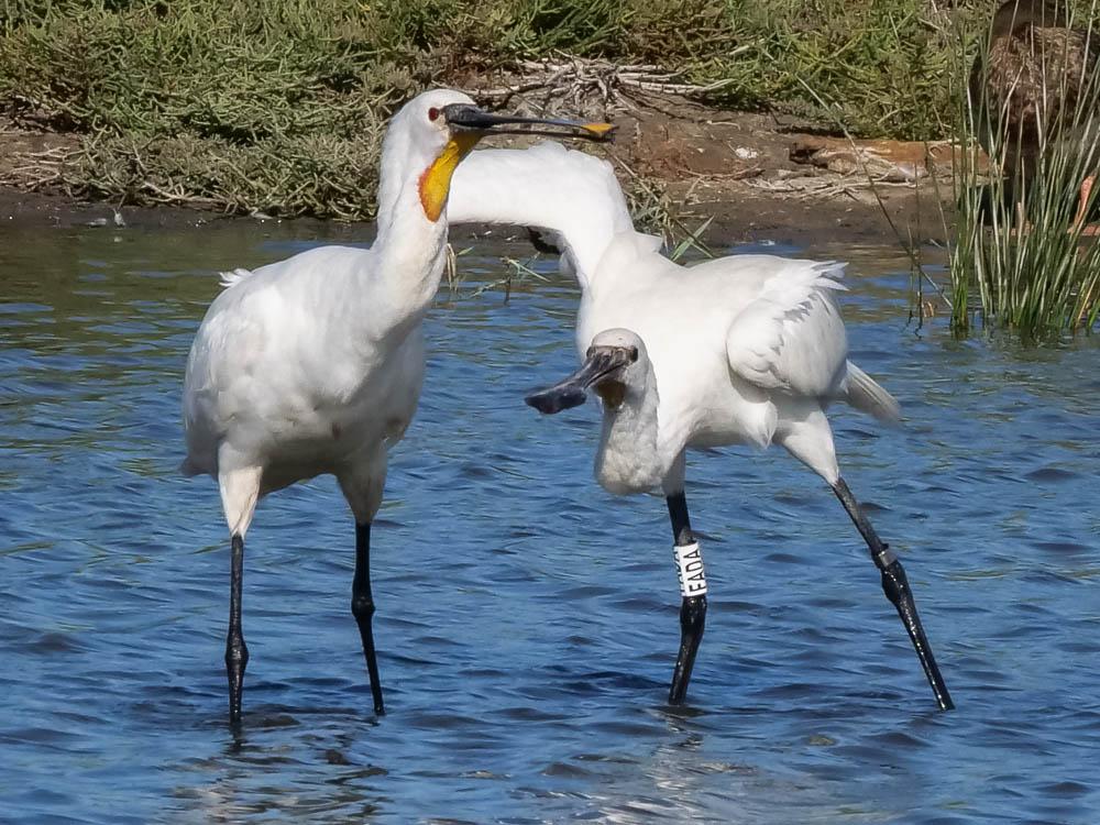 Spatule blanche Platalea leucorodia Linnaeus, 1758