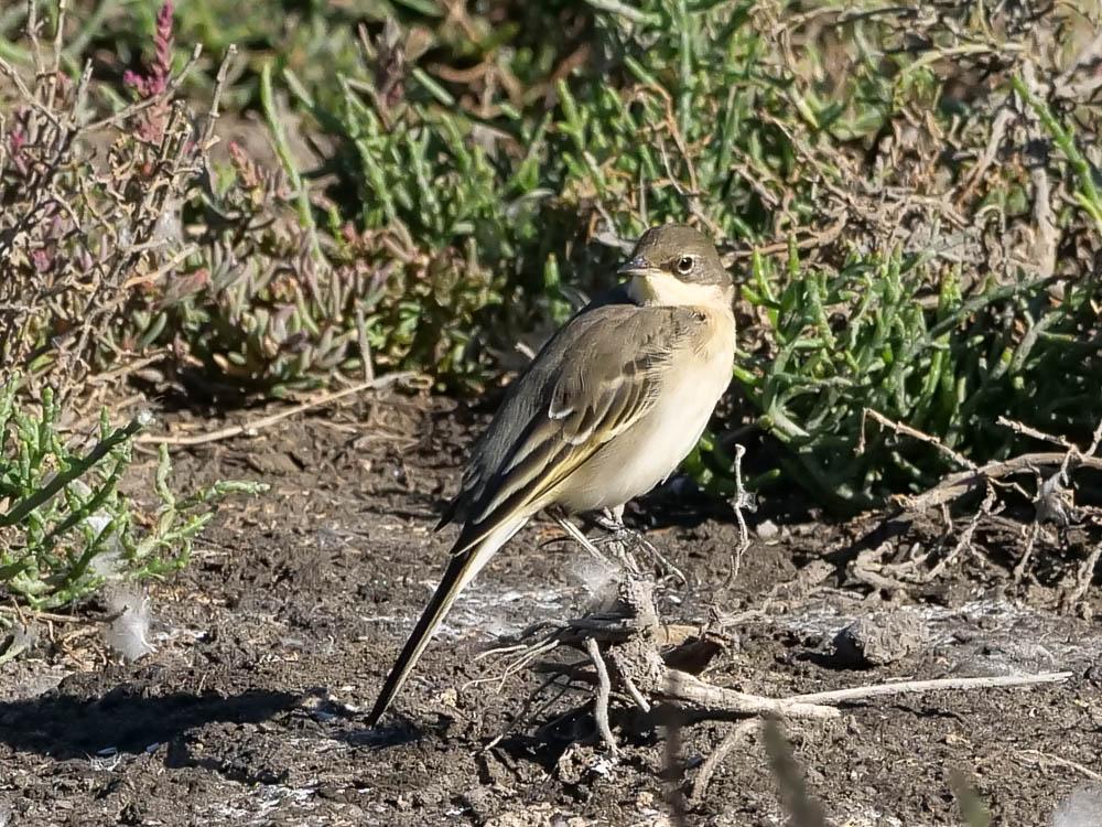 Bergeronnette printanière Motacilla flava Linnaeus, 1758